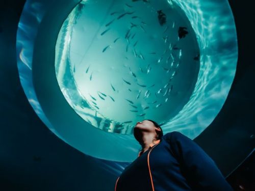 《歡迎光臨我的海生館！》發掘不同視角重新探索海生館