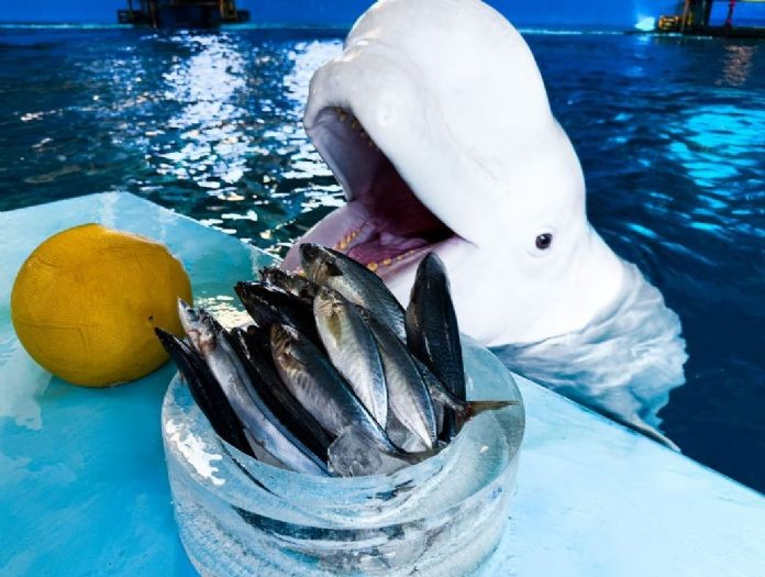 屏東海生館迎春過年,飼育員準備海洋生物特別「年夜飯」 屏東海生館迎春過年,飼育員準備海洋生物特別「年夜飯」
