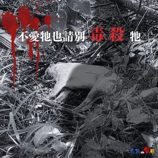 呼籲停止對流浪動物的暴力行為,為無辜的生命發聲! 呼籲停止對流浪動物的暴力行為,為無辜的生命發聲!
